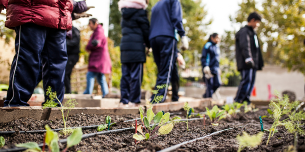 Untitled (45) Garden